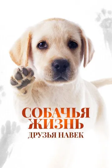 Постер к фильму Собачья жизнь: Друзья навек (2023)